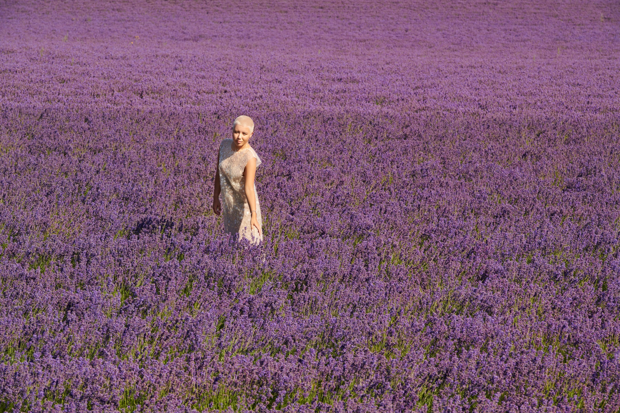 Fragrant Lavender in France
