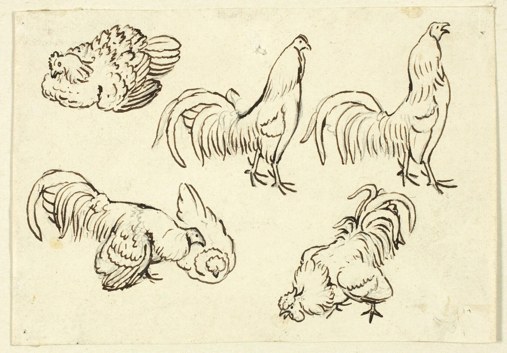 The Rooster - Emblem of France's Spirit