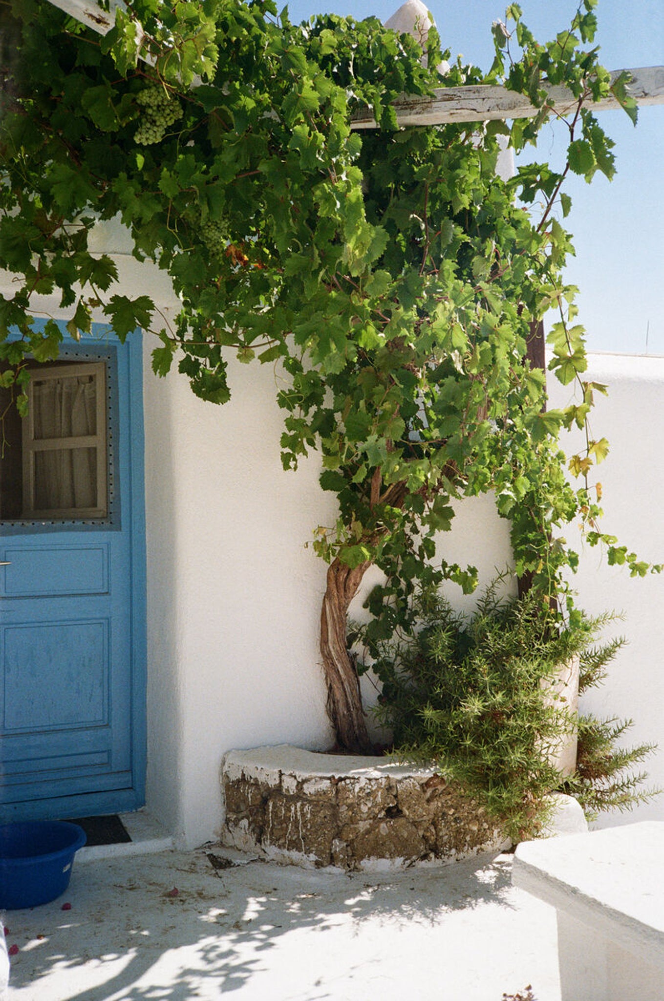 Vine trees growing long white wall of traditional Greek house.