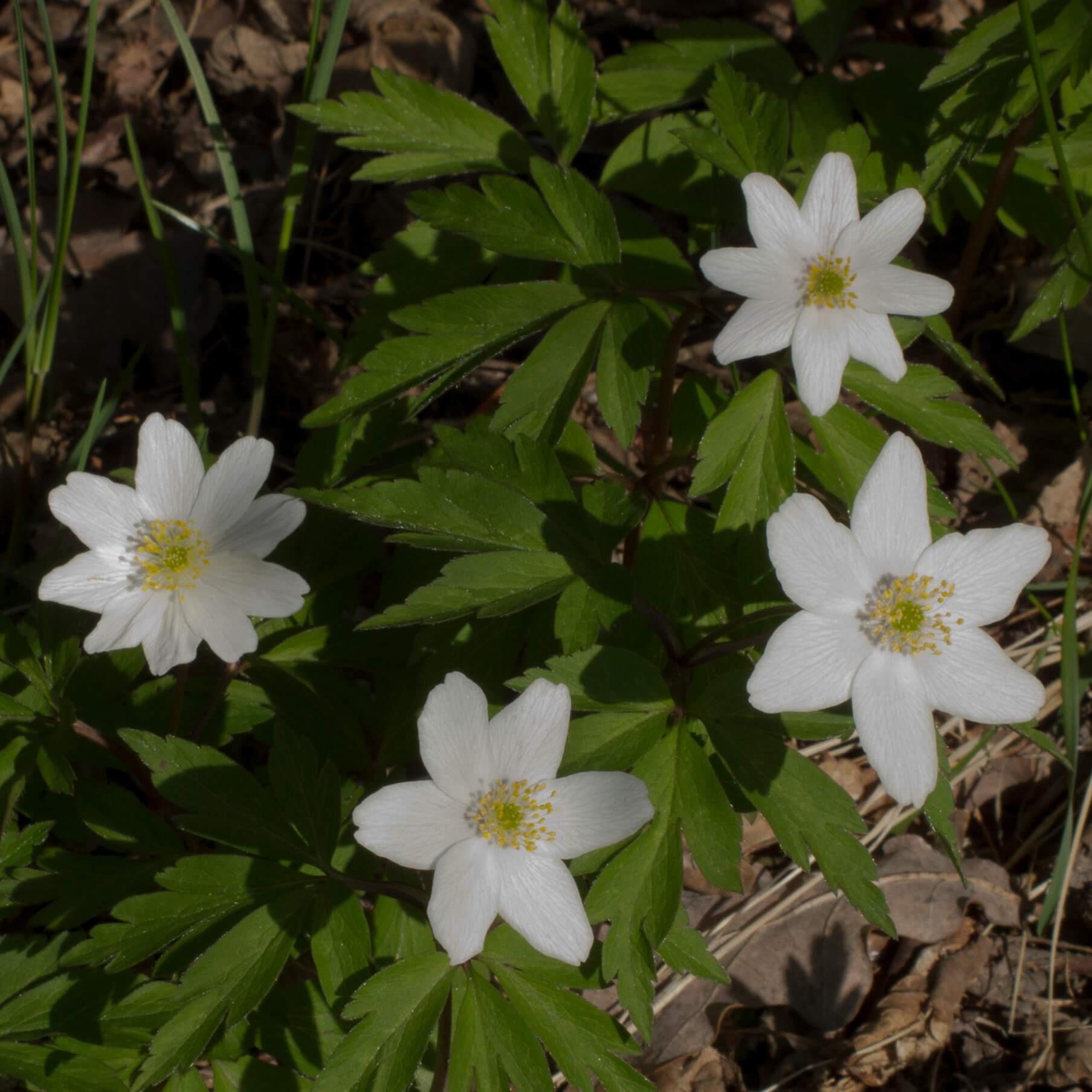 Wild anemone flowers