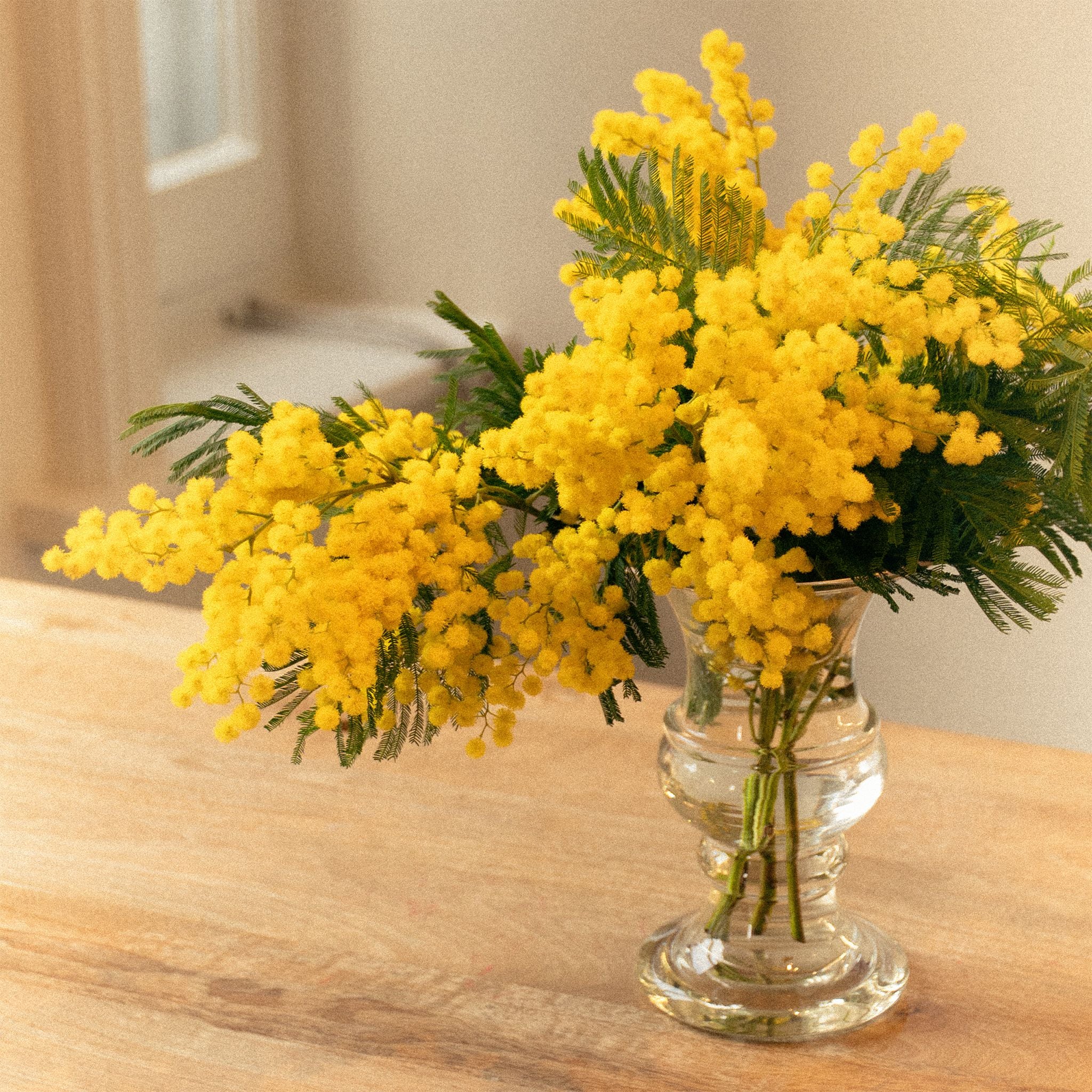 Fresh mimosa flowers in a vase at Cassandra Goad Sloane Square boutique