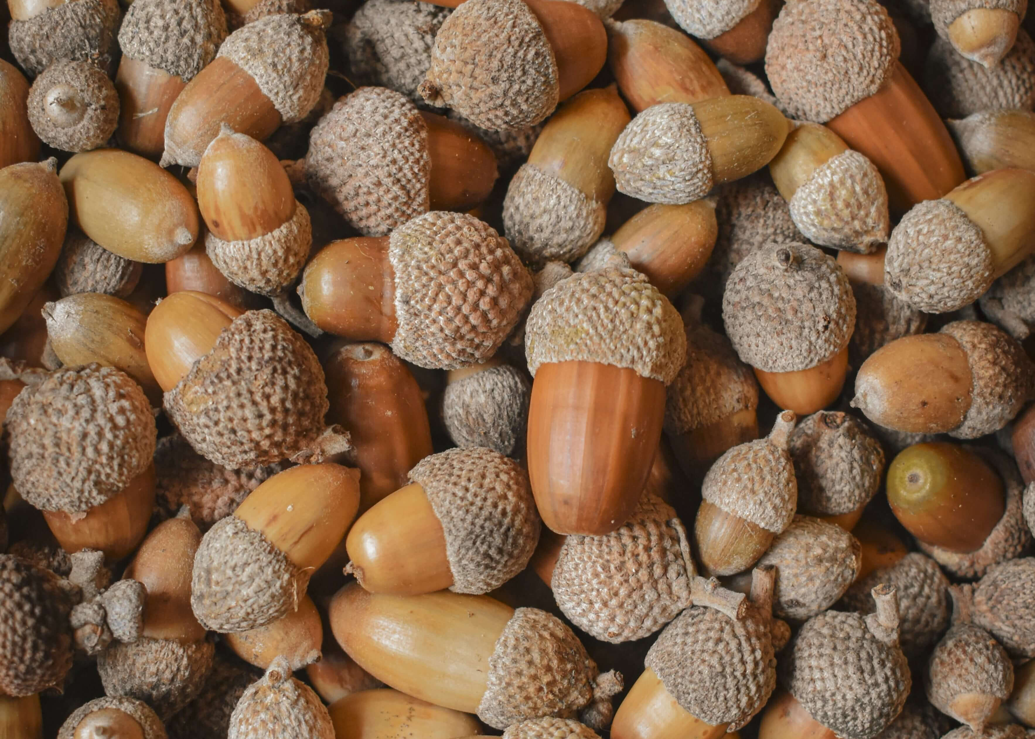 ACORNS