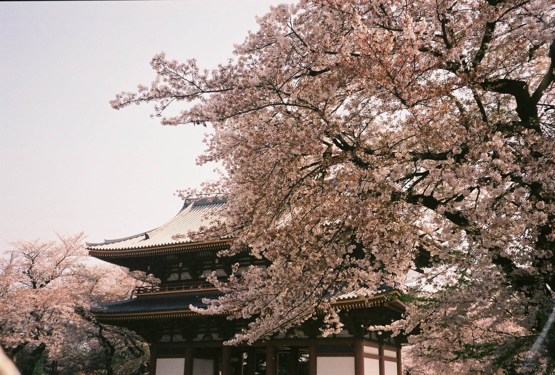 In Conversation With: Lina Mazzone & A Year In Japan