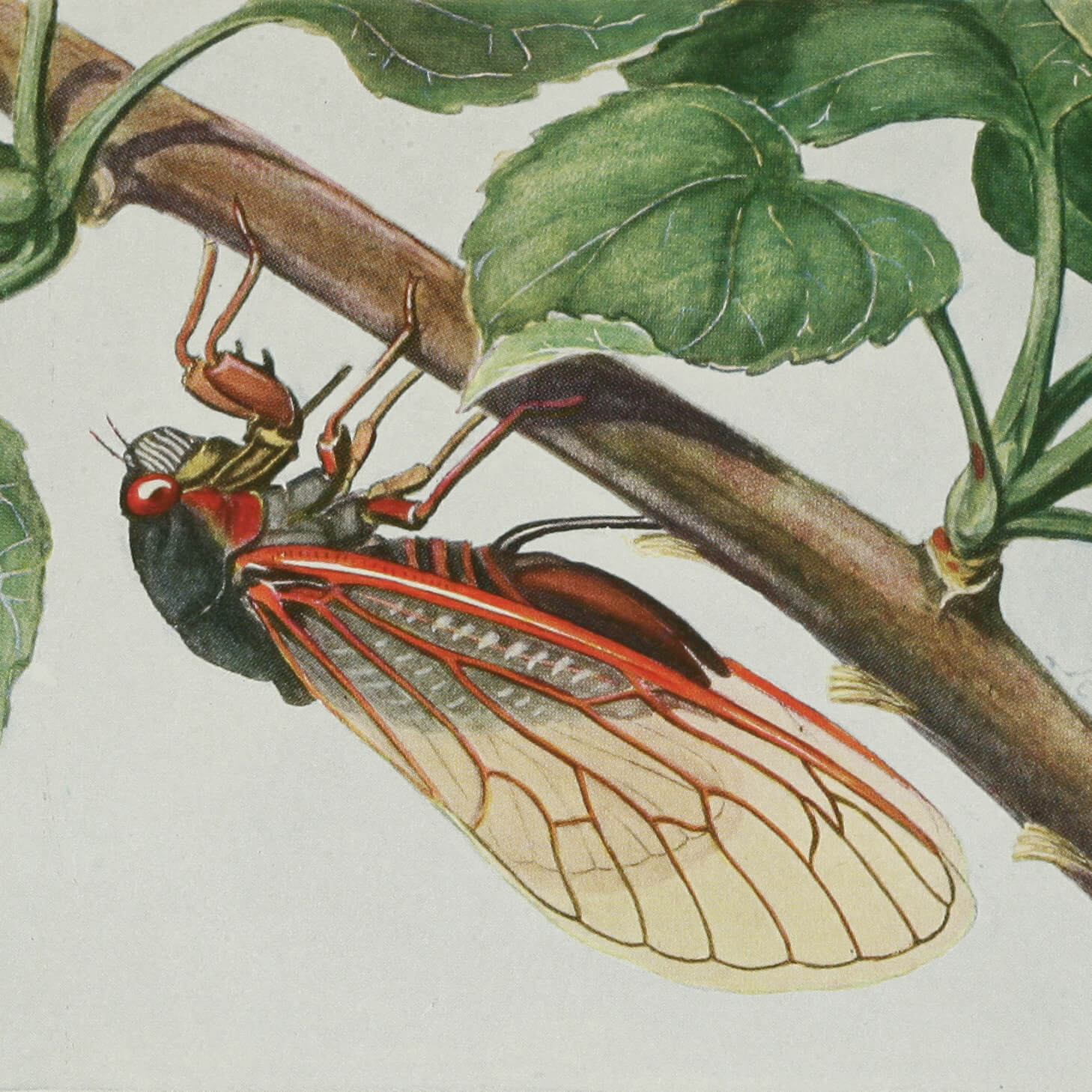Drawing of a cicada insect